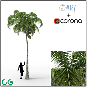 Palm